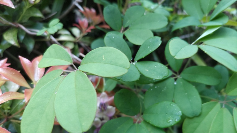 アケビの花 横浜市旭区帷子川親水緑道
