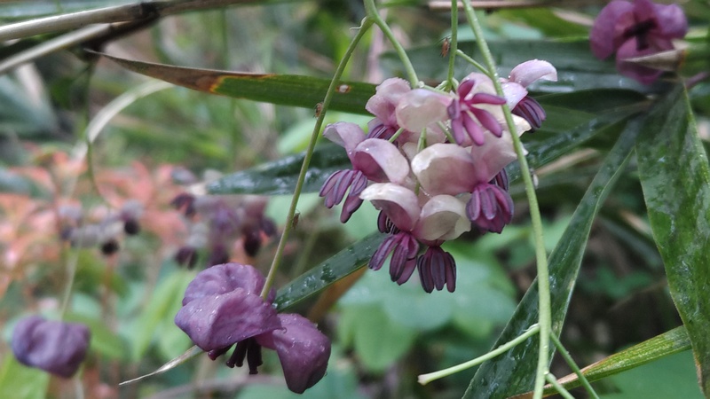 アケビの雄花と雌花 横浜市旭区帷子川親水緑道