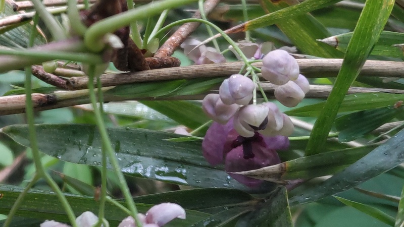 アケビの雄花と雌花 横浜市旭区帷子川親水緑道