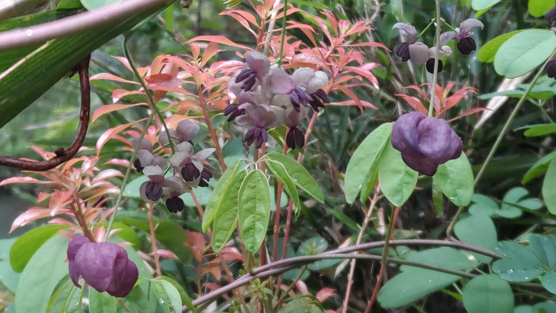 アケビの雌花と雄花 横浜市旭区帷子川親水緑道