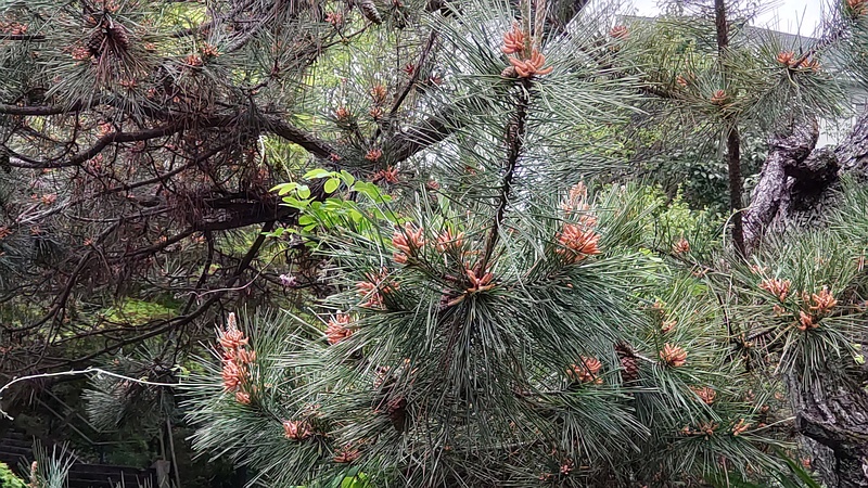 アカマツの花と果実 横浜市旭区帷子川親水緑道