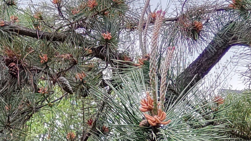アカマツの花と果実 横浜市旭区帷子川親水緑道