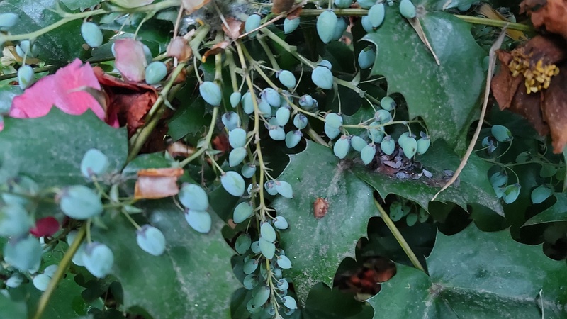 ヒイラギナンテンの果実 横浜市旭区帷子川親水緑道