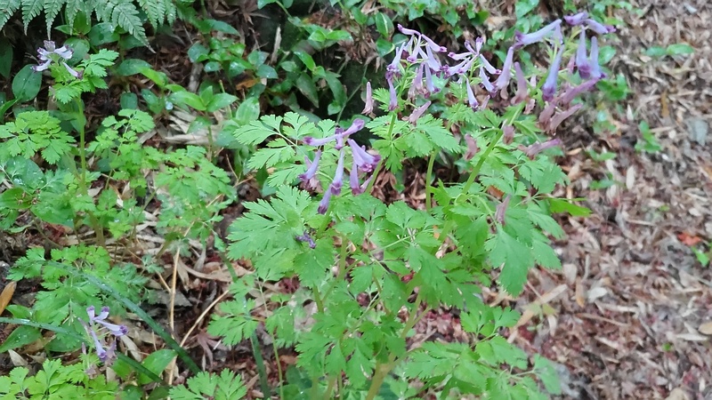 ムラサキケマンの花 横浜市旭区帷子川親水緑道