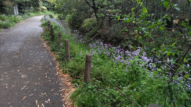 帷子川親水緑道 横浜市旭区帷子川親水緑道