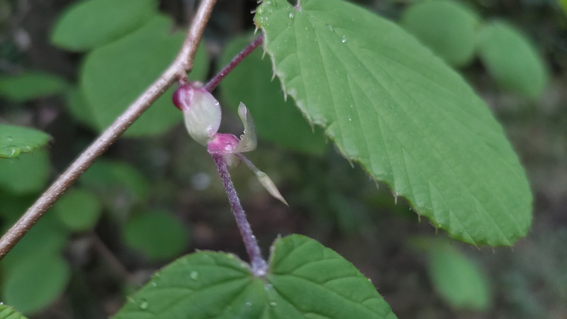 トサミズキ 横浜市旭区帷子川親水緑道