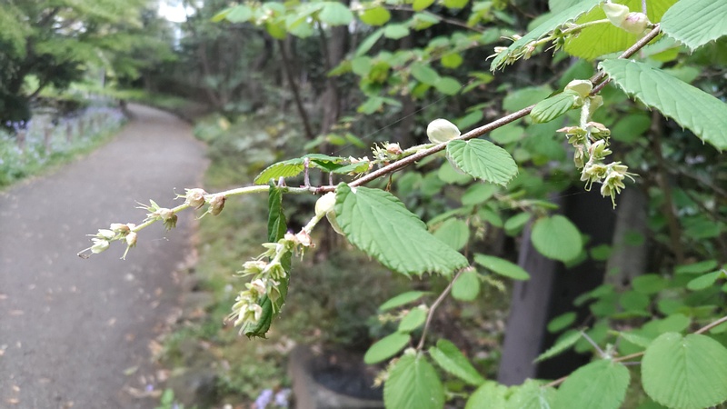 トサミズキの花後 横浜市旭区帷子川親水緑道