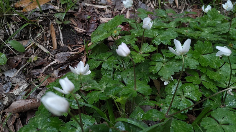 ニリンソウの花 横浜市旭区帷子川親水緑道