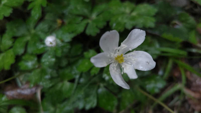 ニリンソウの花 横浜市旭区帷子川親水緑道
