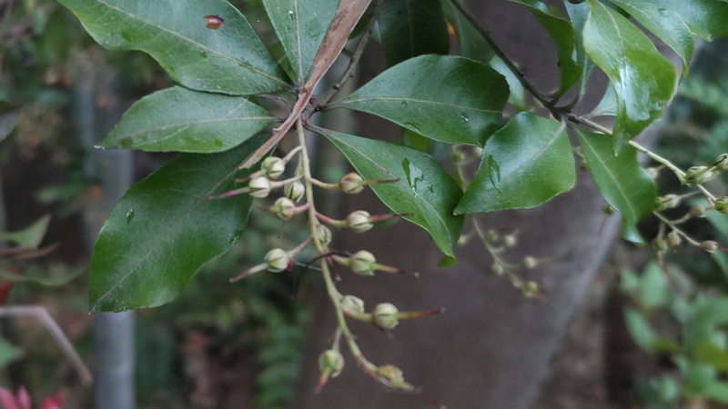 アセビ 横浜市旭区帷子川親水緑道