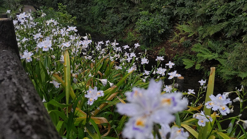 帷子川親水緑道 横浜市旭区帷子川親水緑道