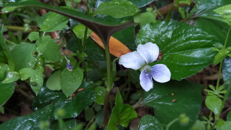 タチツボスミレの花 横浜市旭区帷子川親水緑道