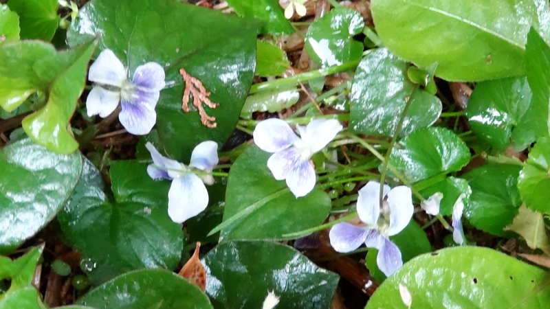 タチツボスミレの花 横浜市旭区帷子川親水緑道