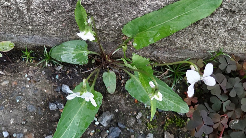 アリアケスミレの花 横浜市旭区帷子川親水緑道