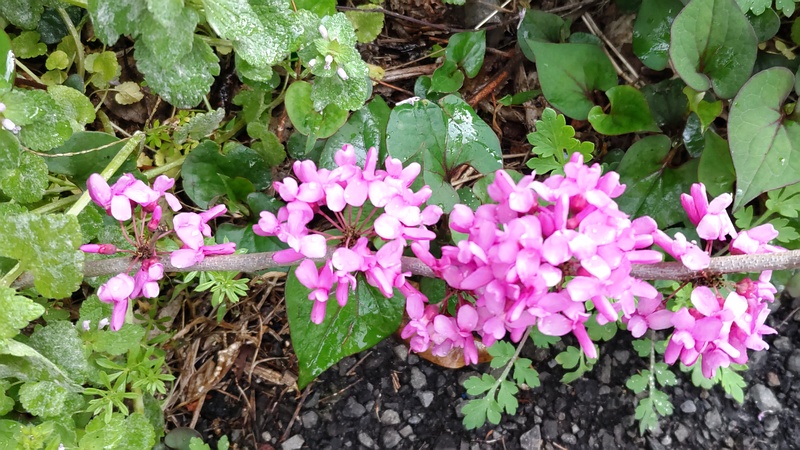 アメリカハナズオウの花 横浜市旭区鶴ヶ峰本町
