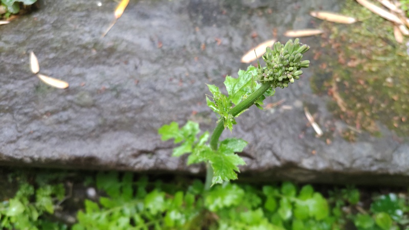 オニタビラコの蕾 横浜市旭区帷子川親水緑道