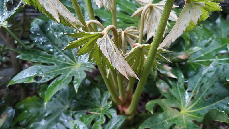 ヤツデの新芽 横浜市旭区帷子川親水緑道