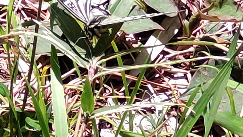 ナミアゲハ 横浜市旭区希望が丘ふれあいの森公園