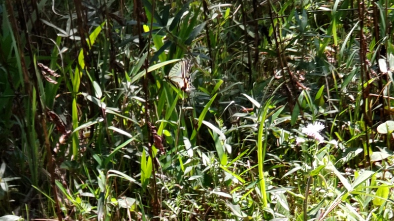 ナミアゲハ 横浜市旭区希望が丘ふれあいの森公園