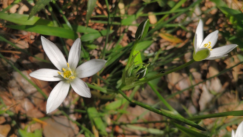 オオアマナの花 横浜市旭区希望が丘ふれあいの森公園