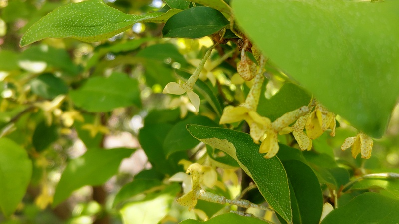 ナツグミの花 横浜市旭区希望が丘ふれあいの森公園