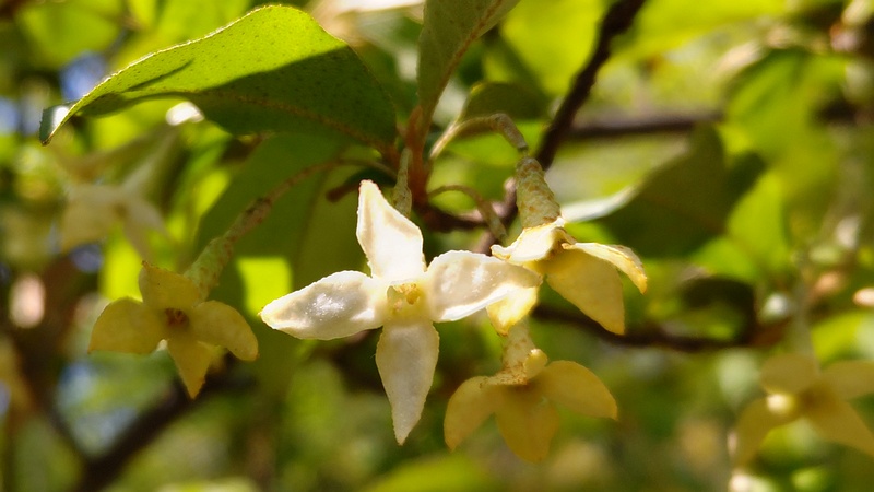 ナツグミの花 横浜市旭区希望が丘ふれあいの森公園