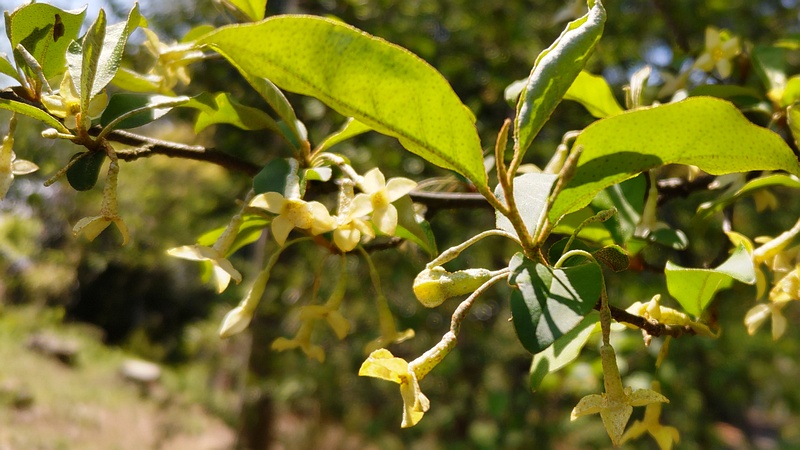 ナツグミの花 横浜市旭区希望が丘ふれあいの森公園