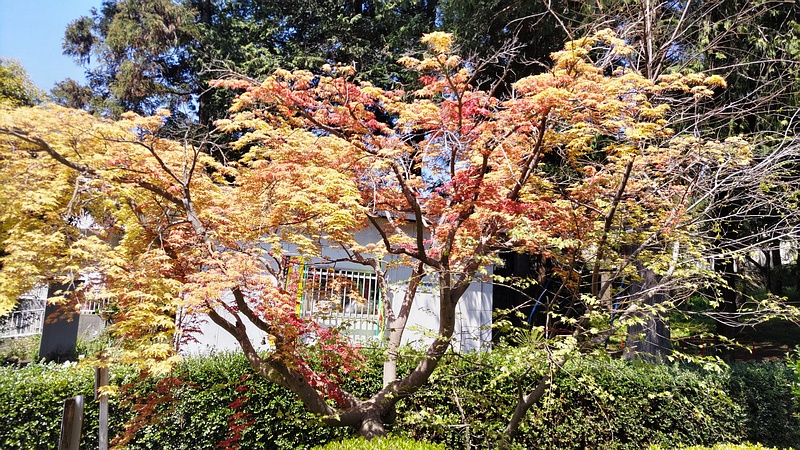 ノムラモミジの蕾 横浜市旭区希望が丘ふれあいの森公園