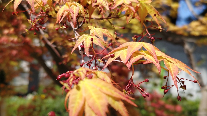 ノムラモミジの蕾 横浜市旭区希望が丘ふれあいの森公園