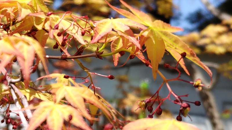 ノムラモミジの蕾 横浜市旭区希望が丘ふれあいの森公園