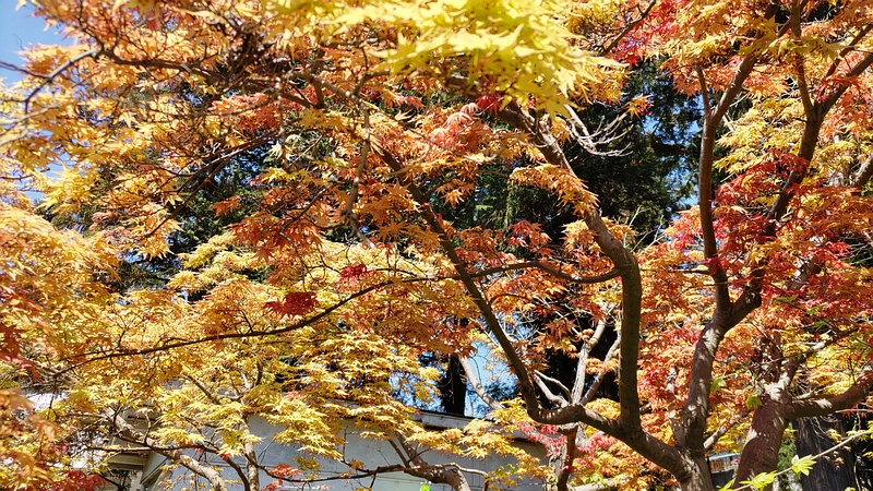 ノムラモミジの蕾 横浜市旭区希望が丘ふれあいの森公園