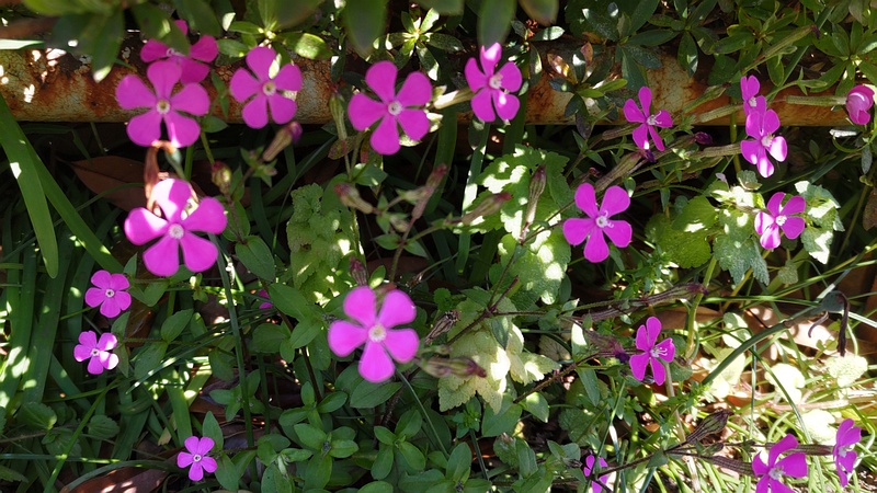 ヒナゲシの花 横浜市旭区希望が丘ふれあいの森公園