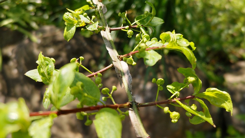 ニシキギの蕾 横浜市旭区希望が丘水の森公園