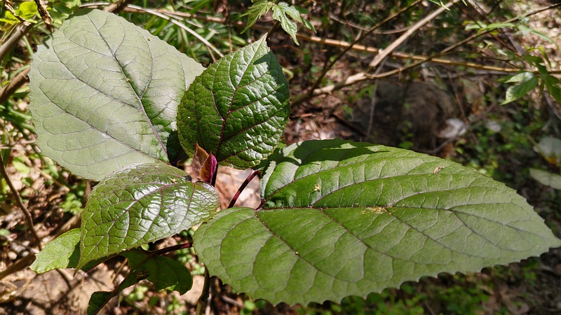 ボタンクサギの新芽 横浜市旭区希望が丘水の森公園
