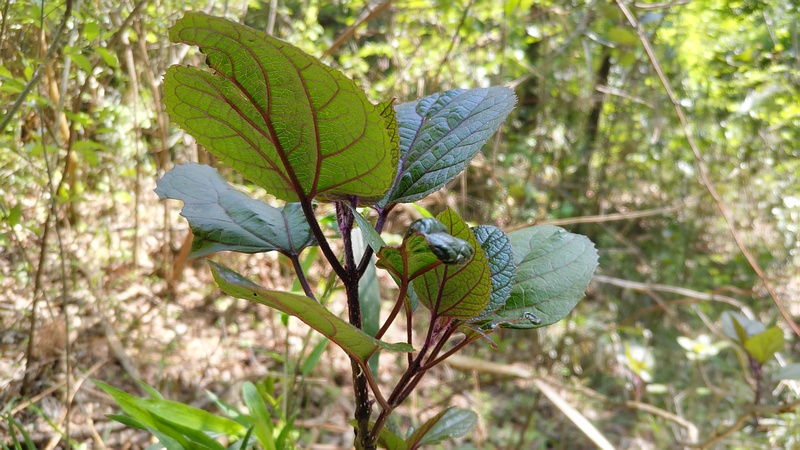 ボタンクサギの新芽 横浜市旭区希望が丘水の森公園