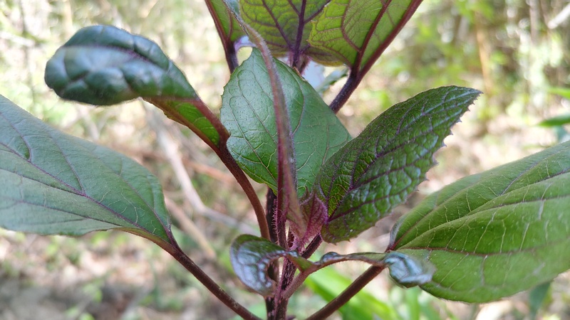 ボタンクサギの新芽 横浜市旭区希望が丘水の森公園