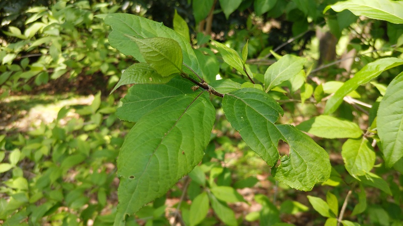 ムラサキシキブ 横浜市旭区希望が丘水の森公園