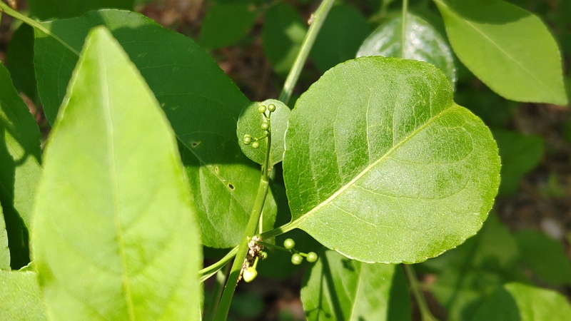 ツルウメモドキ 横浜市旭区希望が丘水の森公園