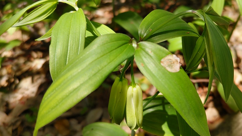 ホウチャクソウの蕾 横浜市旭区希望が丘水の森公園