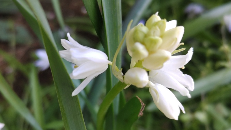 ツリガネズイセンの花 横浜市旭区希望が丘水の森公園