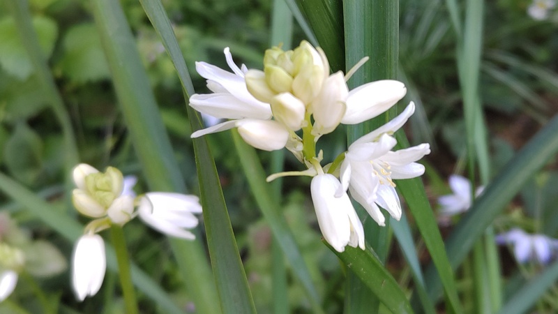 ツリガネズイセンの花 横浜市旭区希望が丘水の森公園