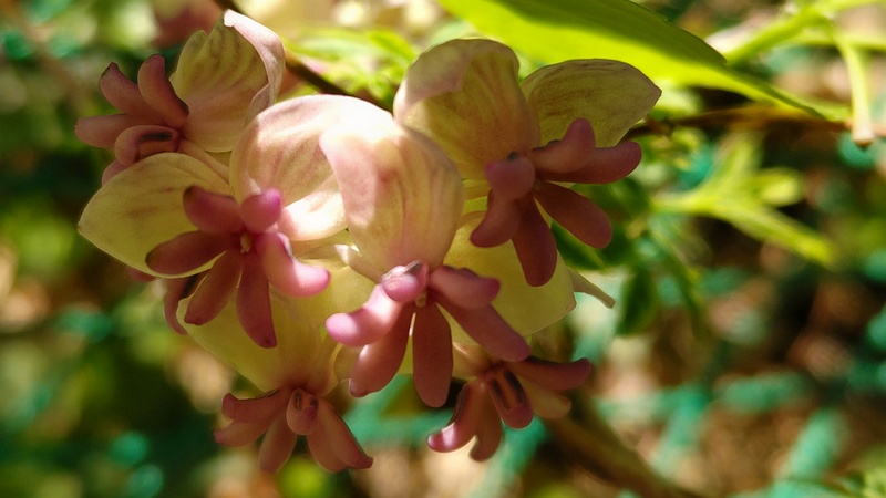 アケビの雄花 横浜市旭区中希望が丘