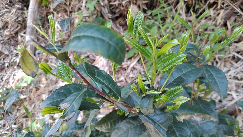 チャノキの新芽 横浜市旭区中希望が丘