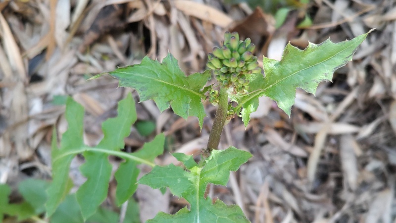 オニタビラコの蕾 横浜市旭区中希望が丘
