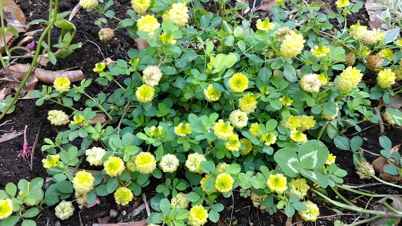 クスダマツメクサの花 横浜市旭区中希望が丘