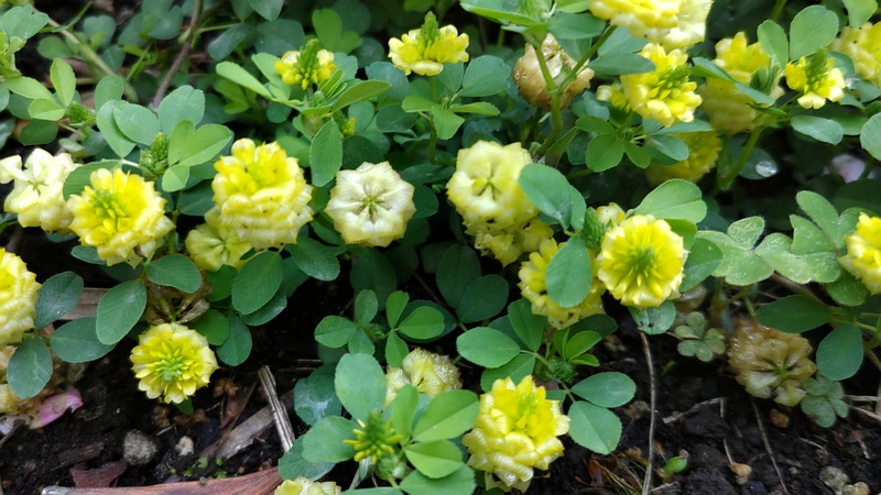 クスダマツメクサの花 横浜市旭区中希望が丘