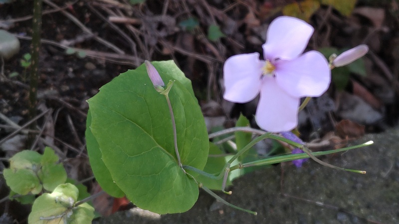 オオアラセイトウの花と蕾と果実 横浜市旭区中希望が丘