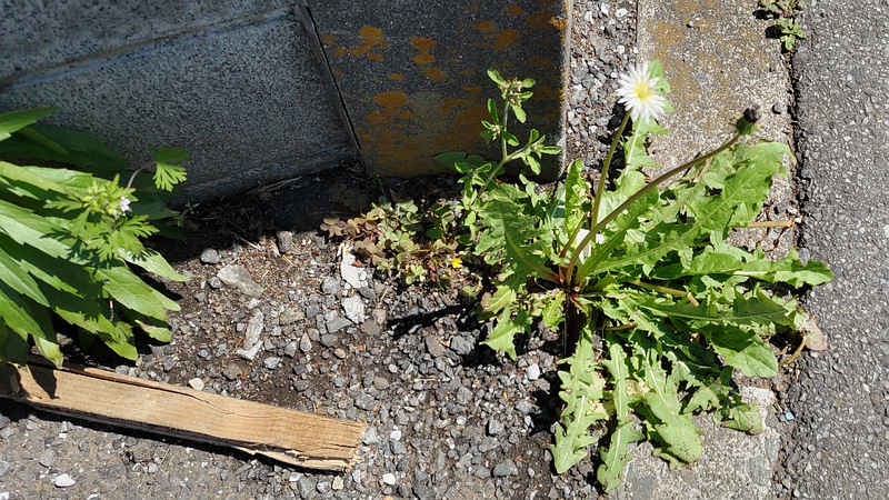 シロバナタンポポ 横浜市旭区東希望が丘