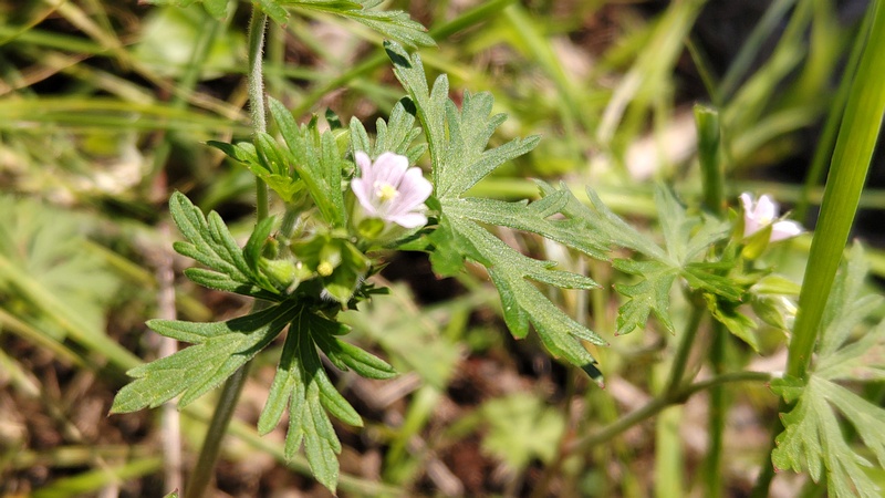 アメリカフウロの花 横浜市旭区東希望が丘