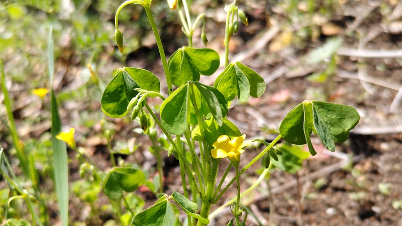 オッタチカタバミの花 横浜市旭区東希望が丘